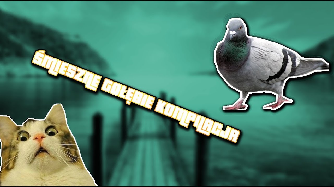 Kompilacja Śmiesznych Gołębi/ / / #02 😏 😂