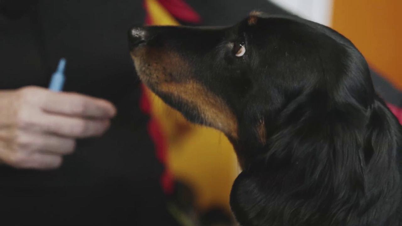 Milano, arriva la marijuana terapeutica per cani e gatti: 