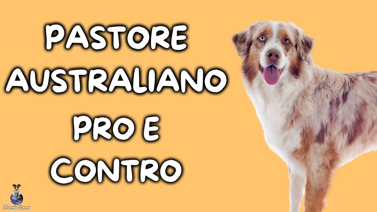 Pastore Australiano: Pro e Contro