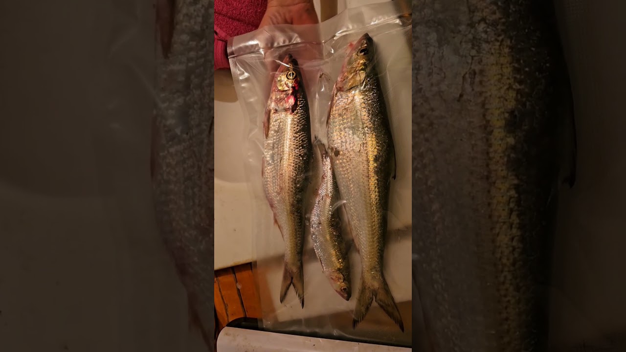 SkipJack Fishing! Got Bait! So Much Fun! #fishing #skipjack #catfishing