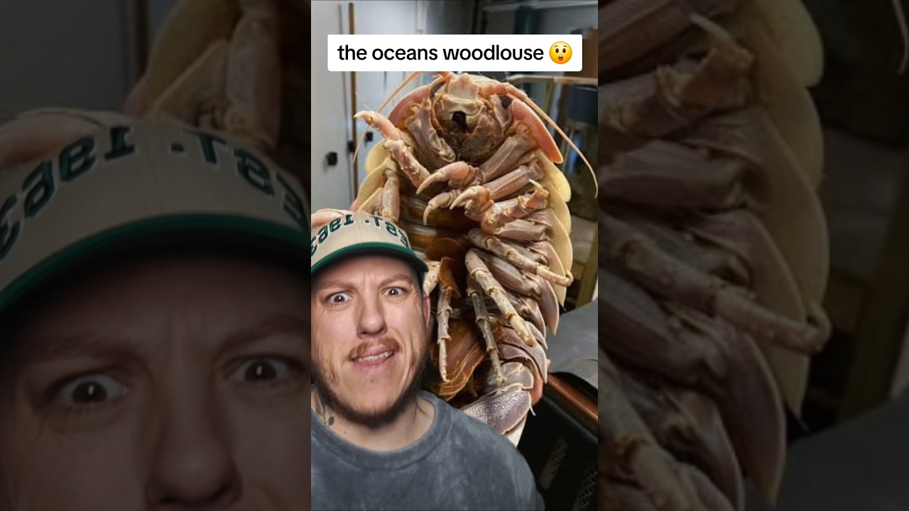 ​The ocean&rsquo;s version of a giant cockroach&hellip; 🪳🌊