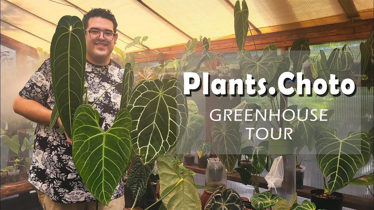 Plants.Choto GREENHOUSE TOUR and a closer look at their PRIVATE COLLECTION