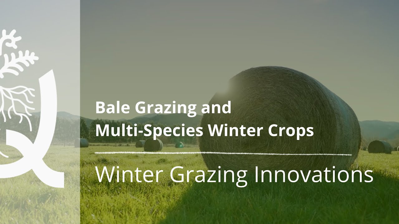 Winter Grazing Innovations