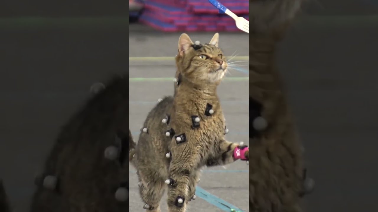 Знаете ли вы это о Stray? 🙀
