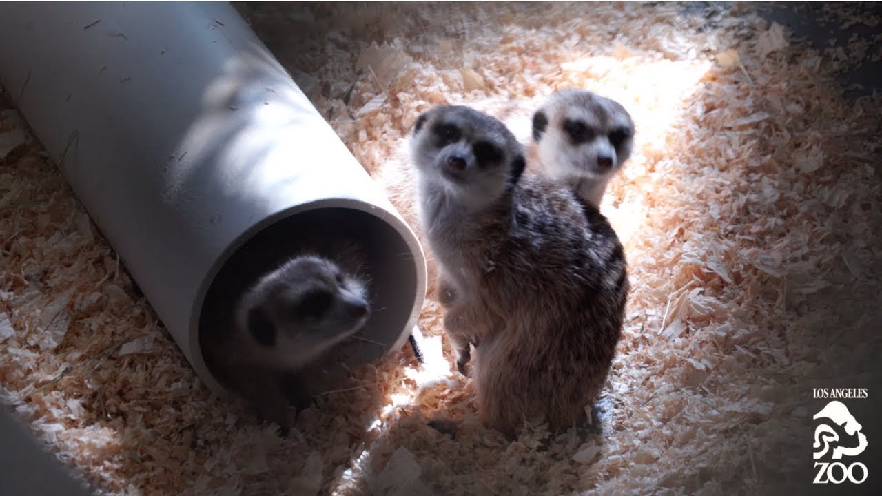 Meerkats Meeting Meerkats