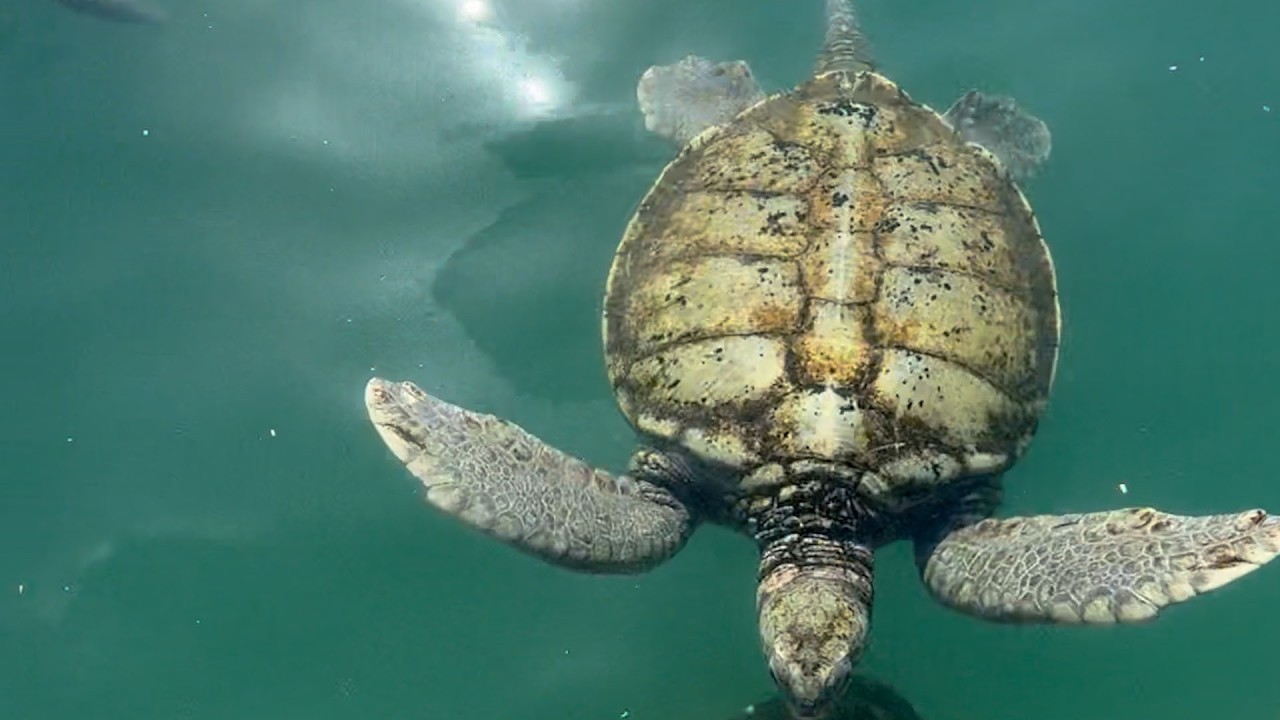 Grand Cayman port activities
