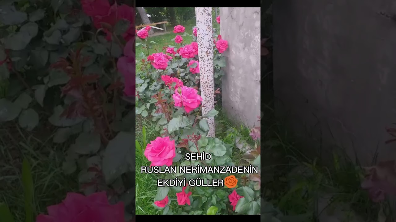 Sehid Ruslan Nerimanzade nin g&uuml;lleri🌹🌹