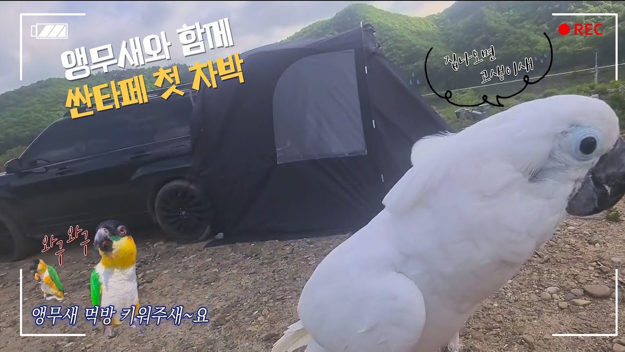 풀옵 싼타페 첫 차박 / 장안리 노지 / 차박캠핑 / 아이두젠 / 앵무새와 함께 가보자고