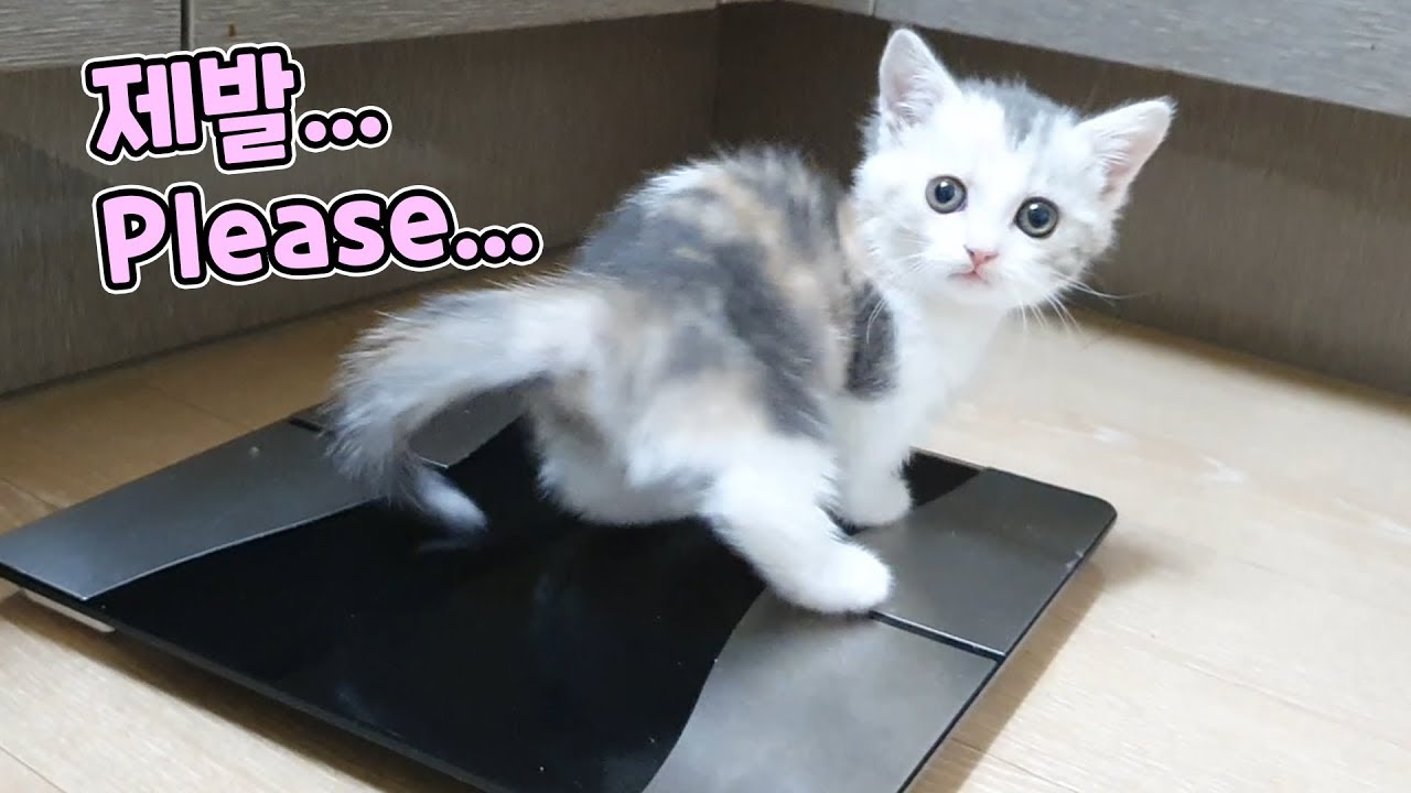 My Cute Kitten Escaped.. Why...? // 아기 고양이 탈출하다 이보다 귀여울수 없다!