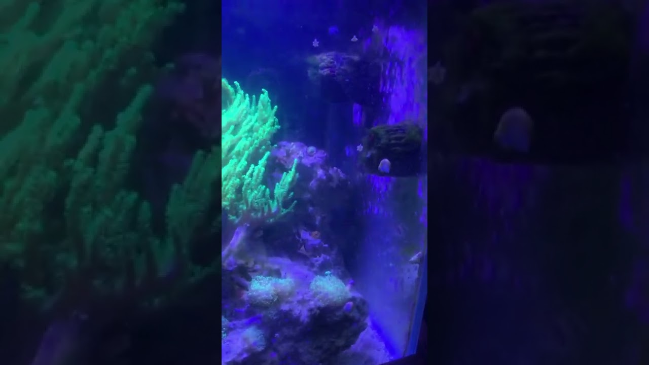 Tomini tang looping