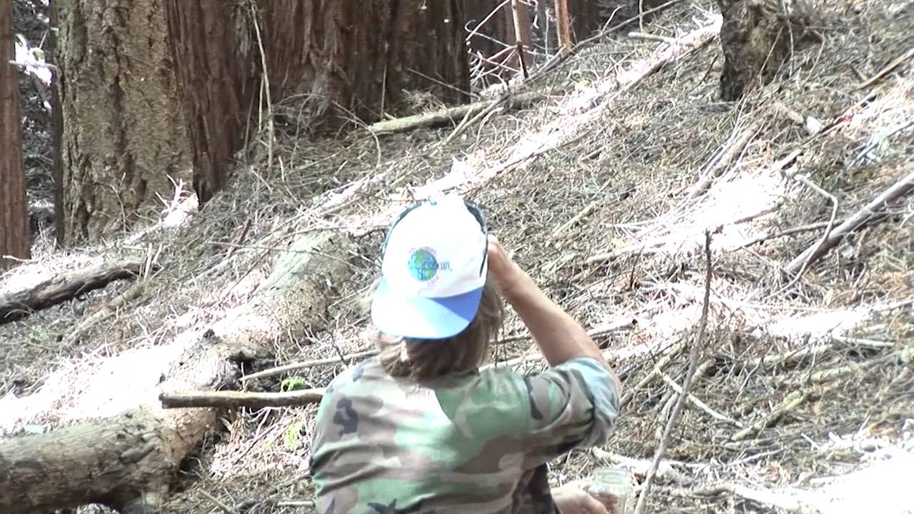 Wild Man of the Woods