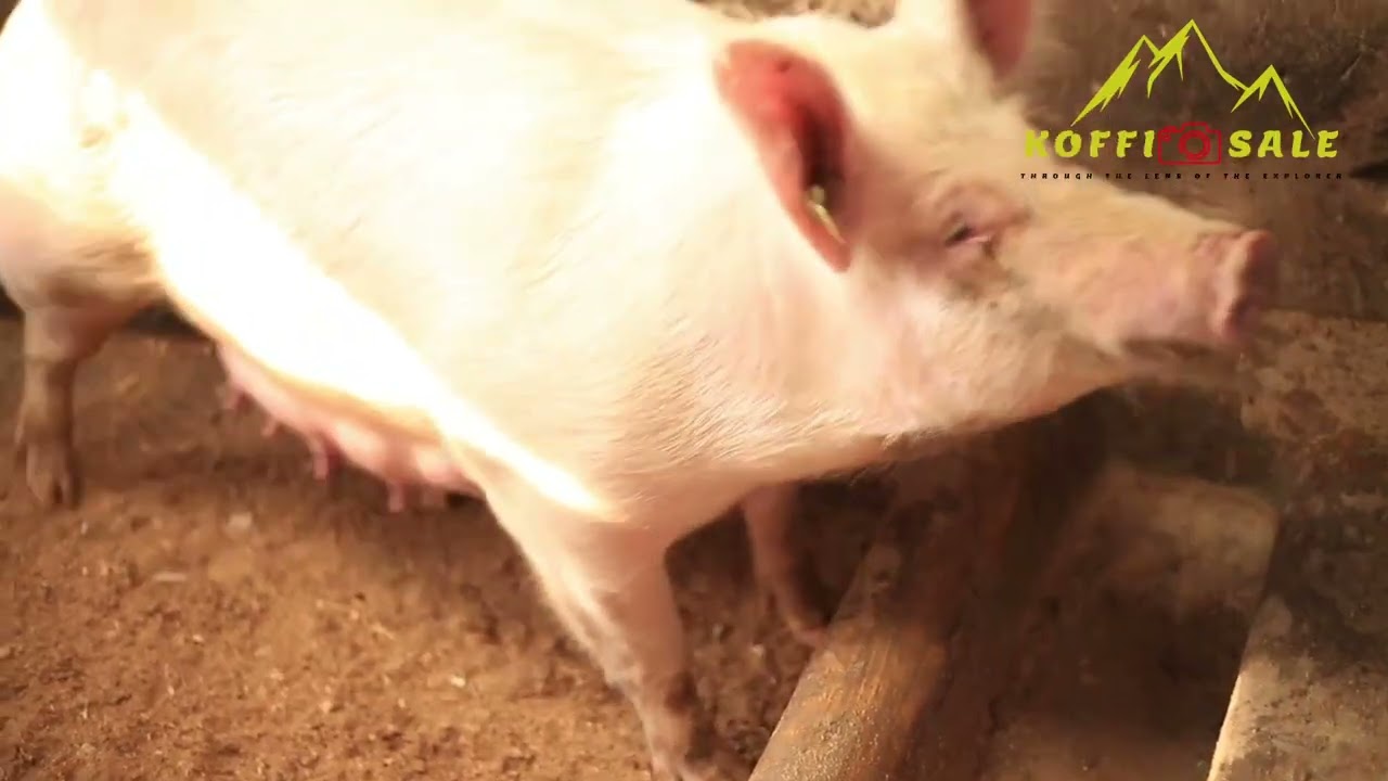 Yahereye ku Ingurube 5 none ubu zirabariwa mu bihumbiKorora Ingurube ni UKUGIRA BANKI MU RUGO IWAWE.