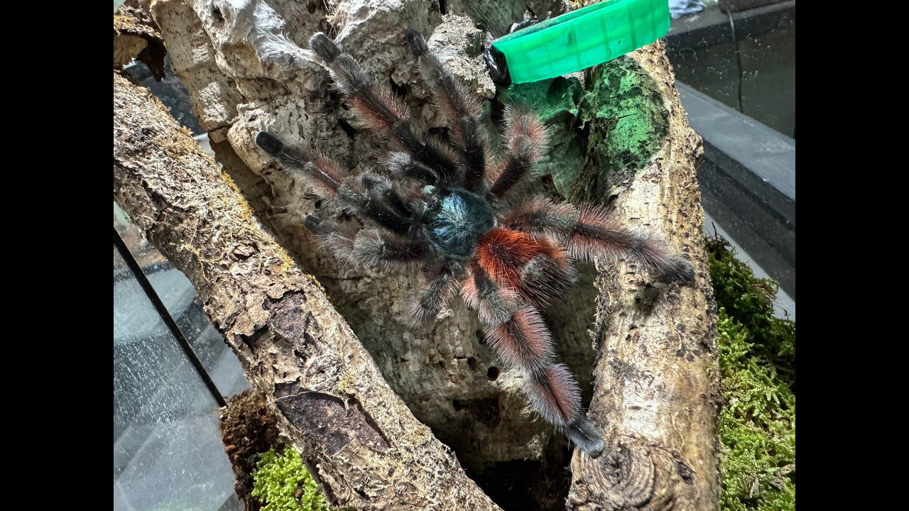 Caribena versicolor, Martinique Pink Toe pairing