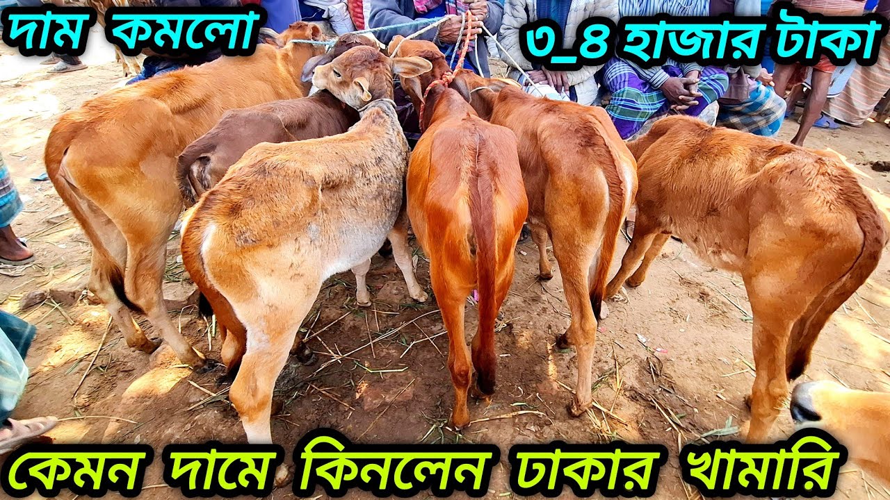 ৩/১/২৬/ কেমন দামে ঢাকা গাজীপুরের খামারি দেশি বকনা ও শাহীওয়াল বকনা বাছুর গরু কিনলেন জয়পুরহাট থেকে 
