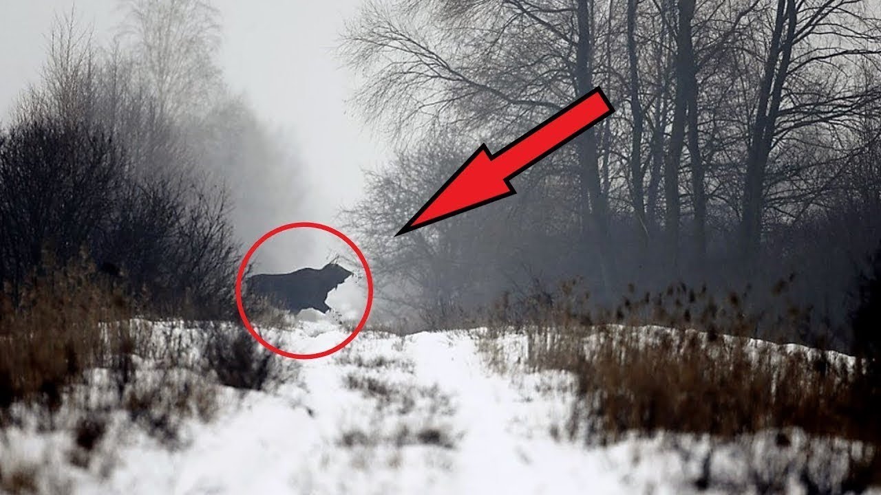 Was die Wissenschaftler im WALD von TSCHERNOBYL fanden, erstaunte die ganze Welt!