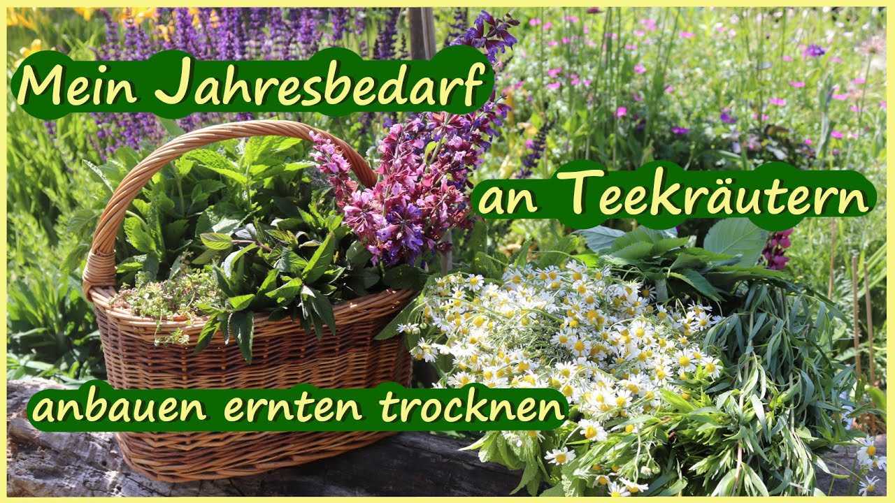 Meine 12 liebsten Teekräuter anbauen ernten trocknen für unseren Jahresbedarf