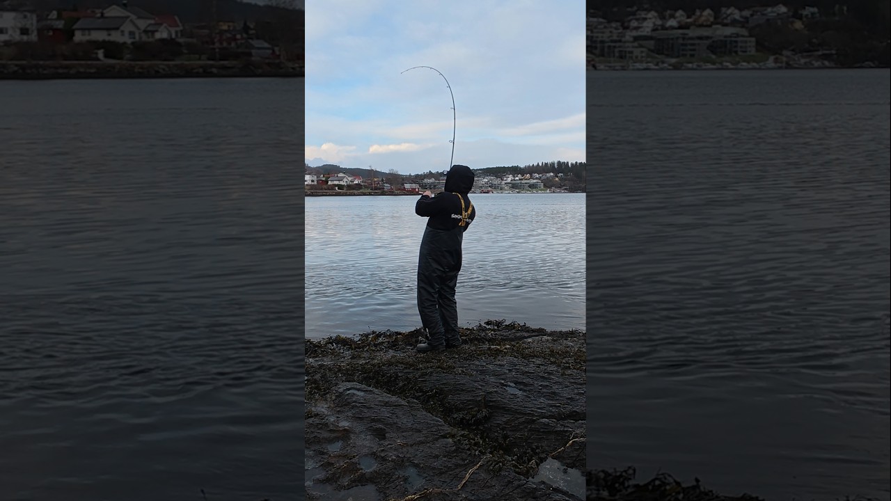 Out Lure fishing in Norway 🇳🇴 #theshorehunter #lurefishing #codfishing #fishing #seafishing #shorts