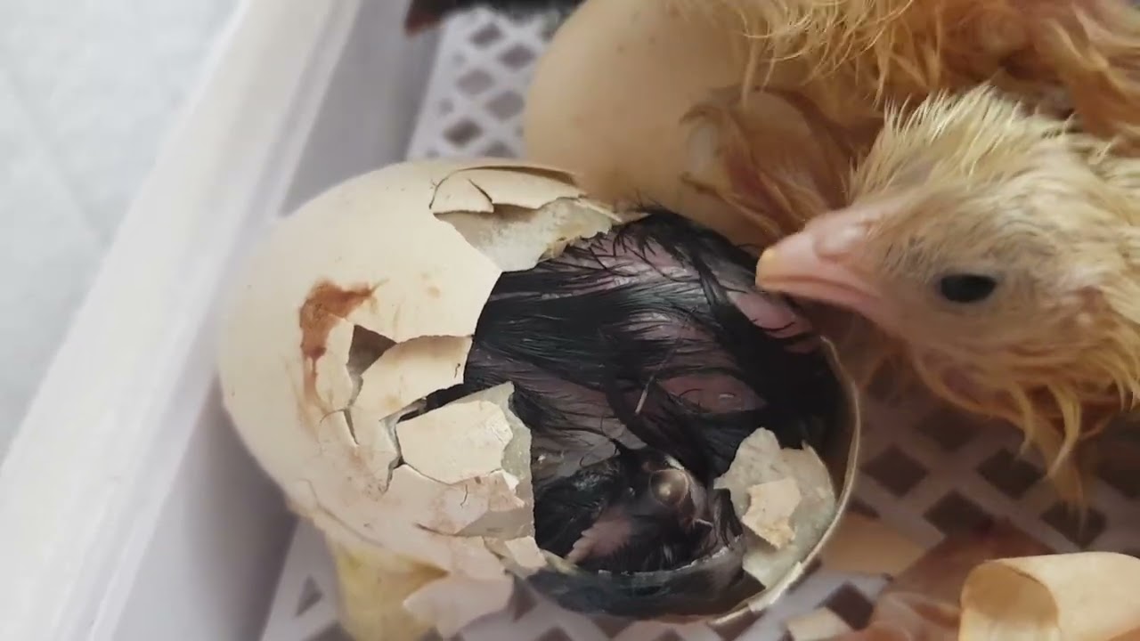בקיעה של אפרוח תרנגולת במדגרה
