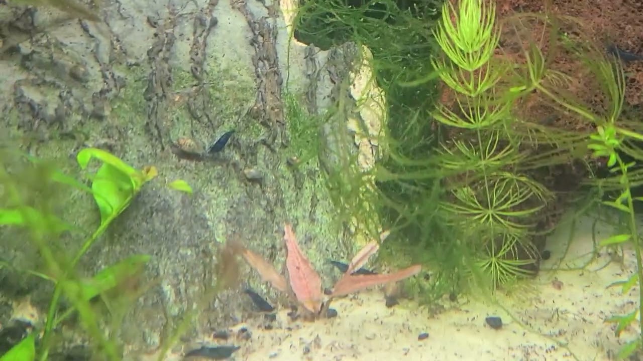 Update on the 38gal Shrimp/White cloud tank