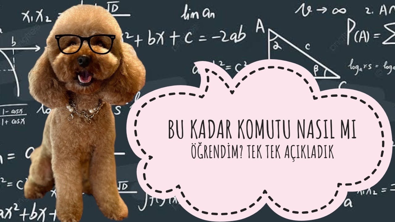 KÖPEĞİME KOMUTLARI NASIL ÖĞRETTİM🧠İnanılmaz Sonuçlar 🌟 Sıfırdan Komut Öğrettim