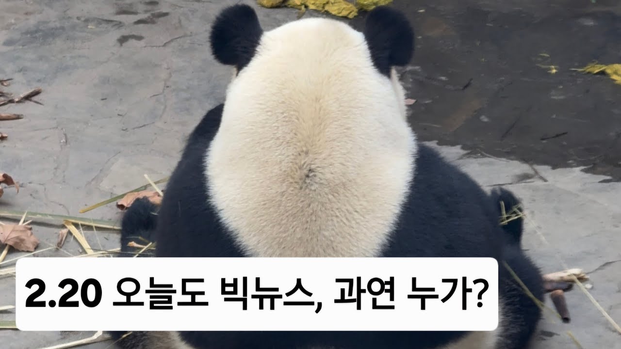 2.20 (저녁Live) 오늘도 빅뉴스, 과연 누가 푸바오의 짝이 될 것인가?🎉