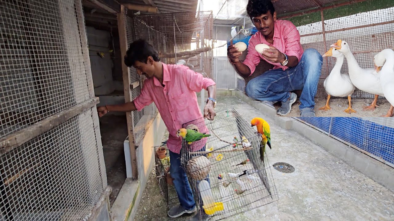 Budgies Parrot & Finches Birds Released Into The Colony / Swan Breeding Progress.