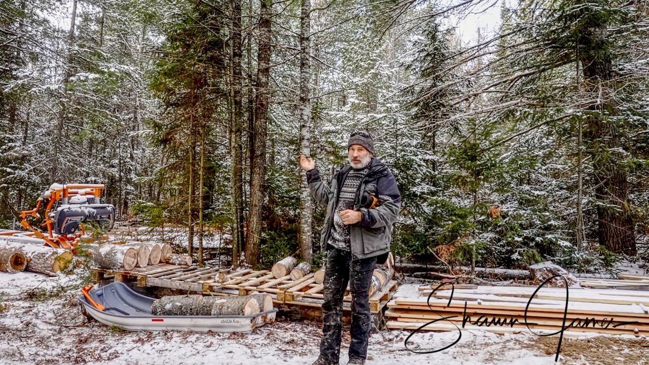 Cleaning up dead wood around the cabin, next year's firewood