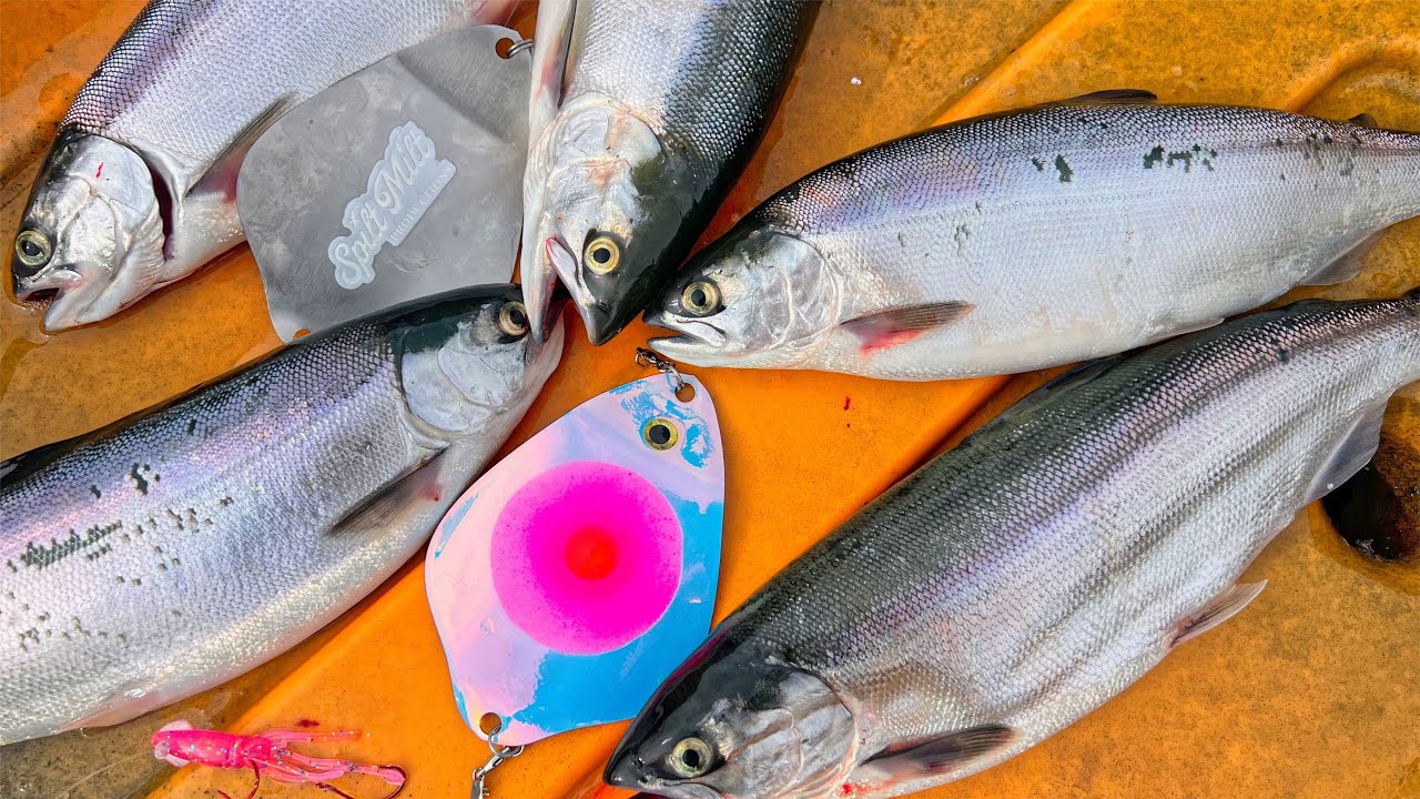 A Kokanee Dodger Designed for Flat Lining - Spilt Milt Edition Dodger from J&K Tackle