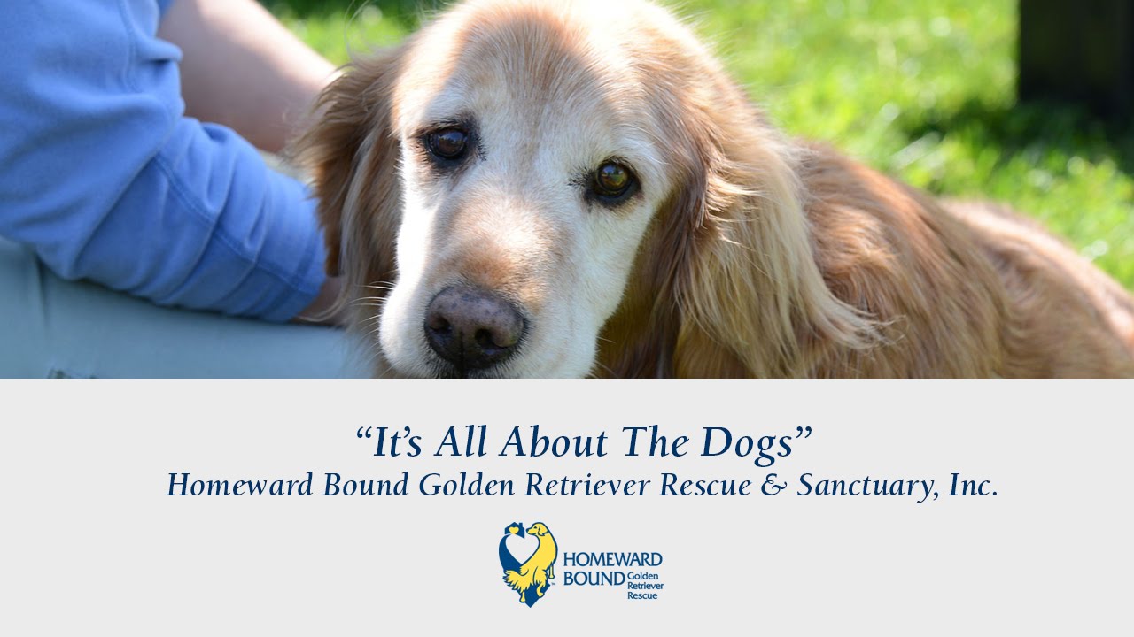 It's All About The Dogs