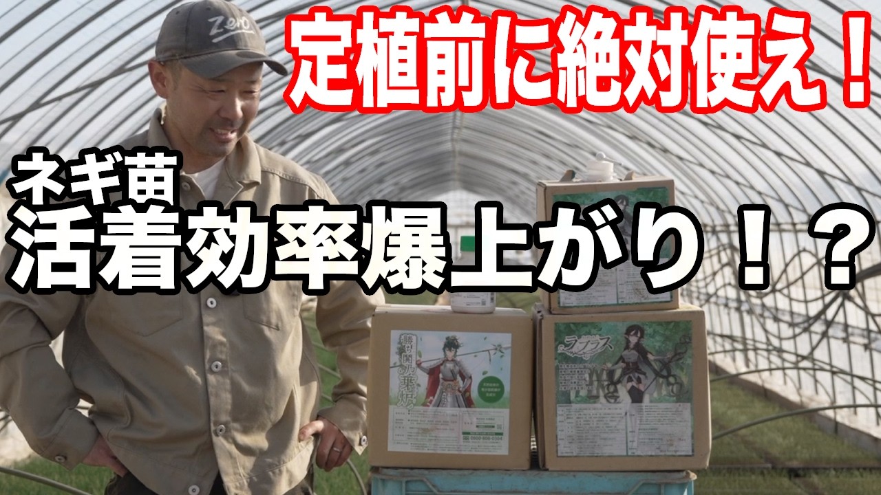 【ネギ農家必見】定植ダッシュで差をつけろ！活着と初期生育を爆上げする「ラプラス」と「リーフエナジー」の使い方