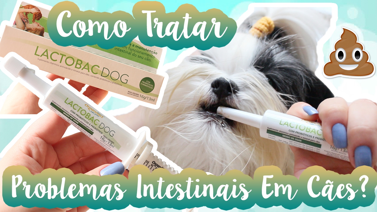 Lactobac Dog Organnact Para Tratar Problemas Intestinais Em Cães/Cachorros Em Casa ❥ Lói Cúrcio