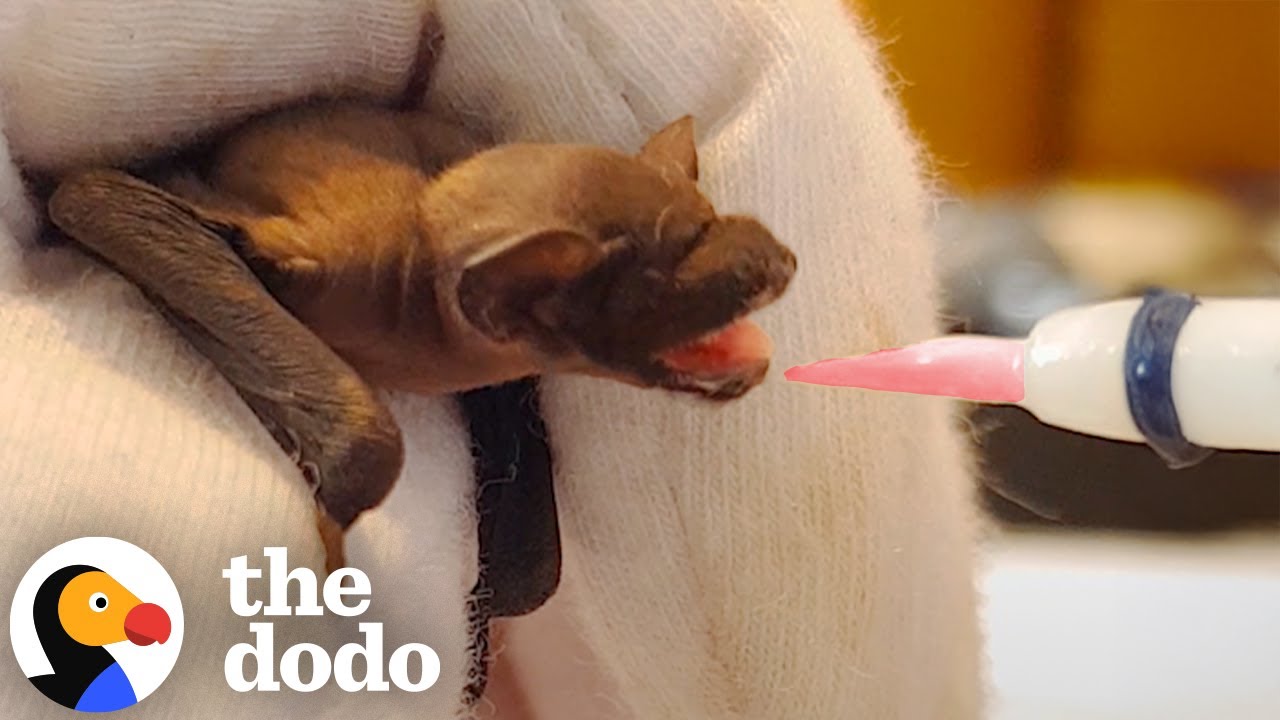 Baby Bat Gets The Cutest Little Milk Mustache  | The Dodo