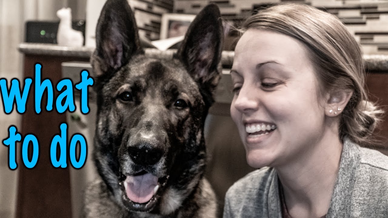 How to Exercise Your Dog During these Uncertain Times.