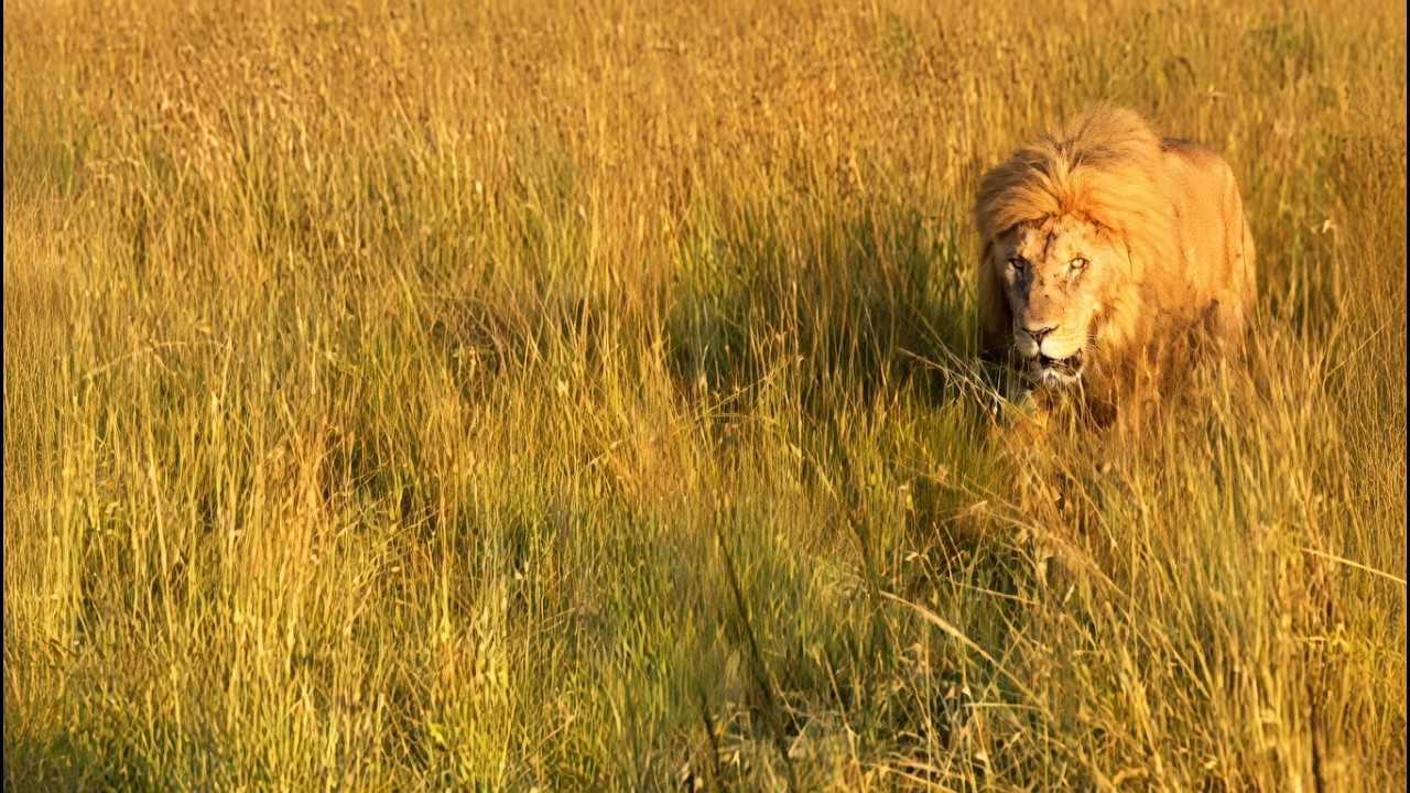 Bron Kaskaz Male Lion running from Rongai Rocker Male Lions | Lion Warfare | Today