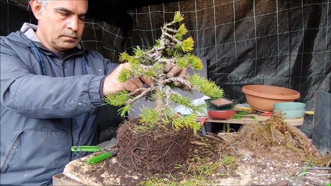 Bonsai de Mugo Çam Saksılama ve Telleme İşlemleri (2022)