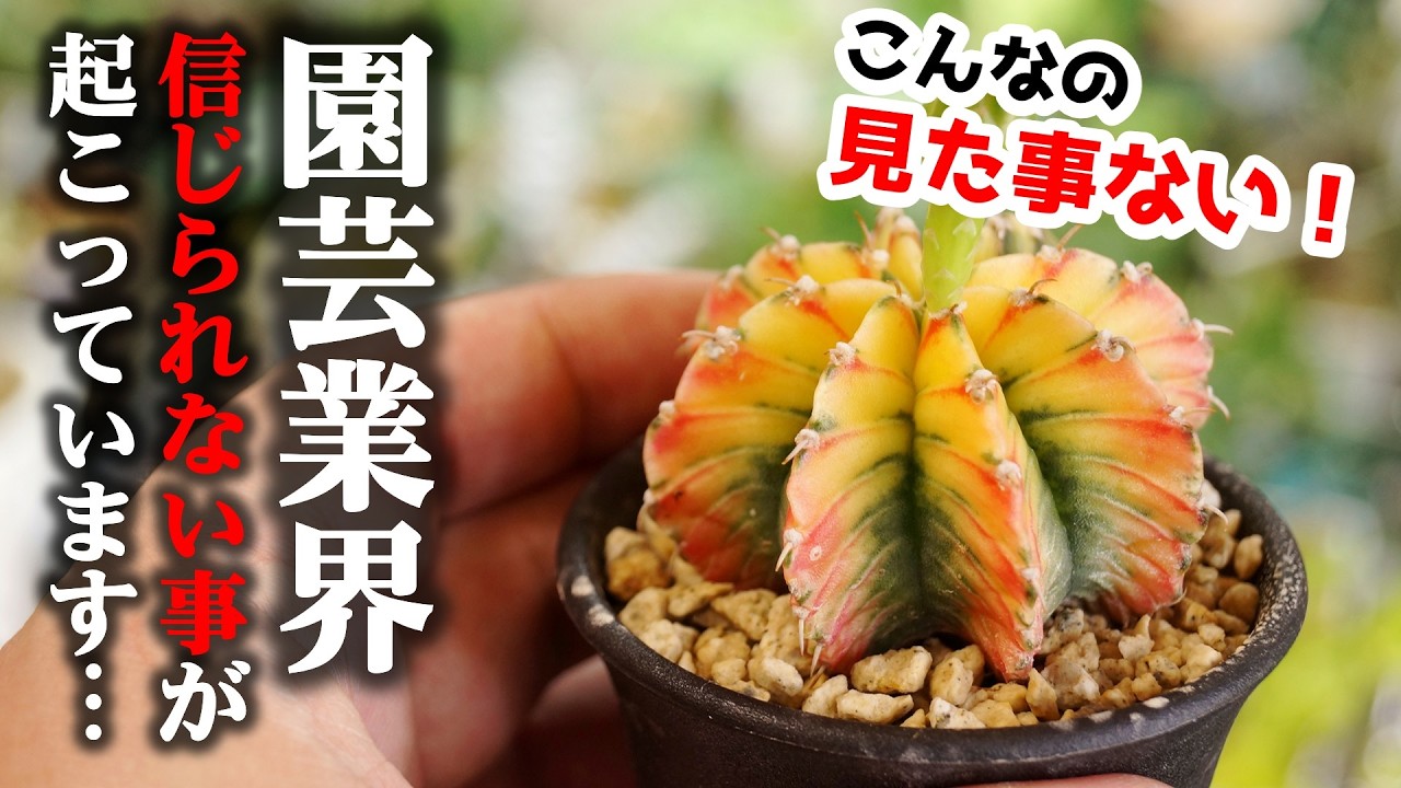 衝撃！”お宝級の観葉植物”がホムセンで買える時代が来るなんて…、しかも○千円！？【サボテン】