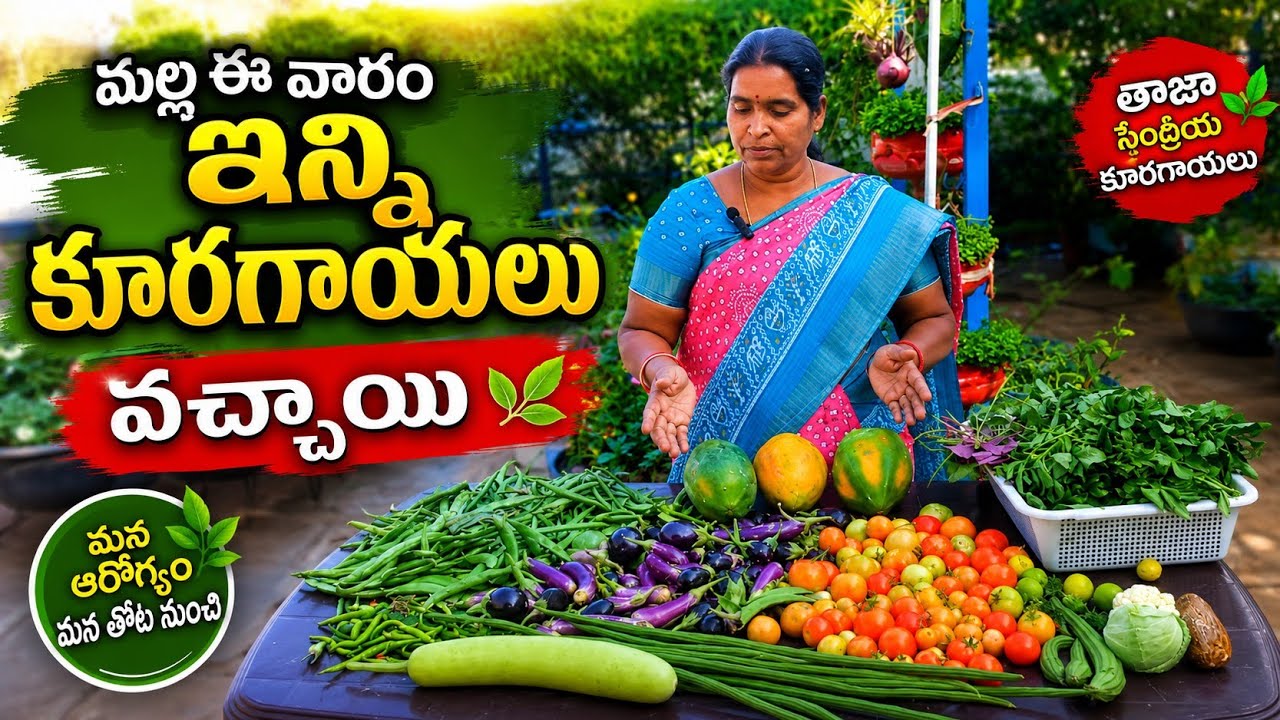 ఈరోజు నేను తెంపు కున్న కూరగాయలు మునగ బీర సొర కాకర టమాటో మిర్చి వంగ చిక్కుడు కీర బొప్పాయ నిమ్మకాయ