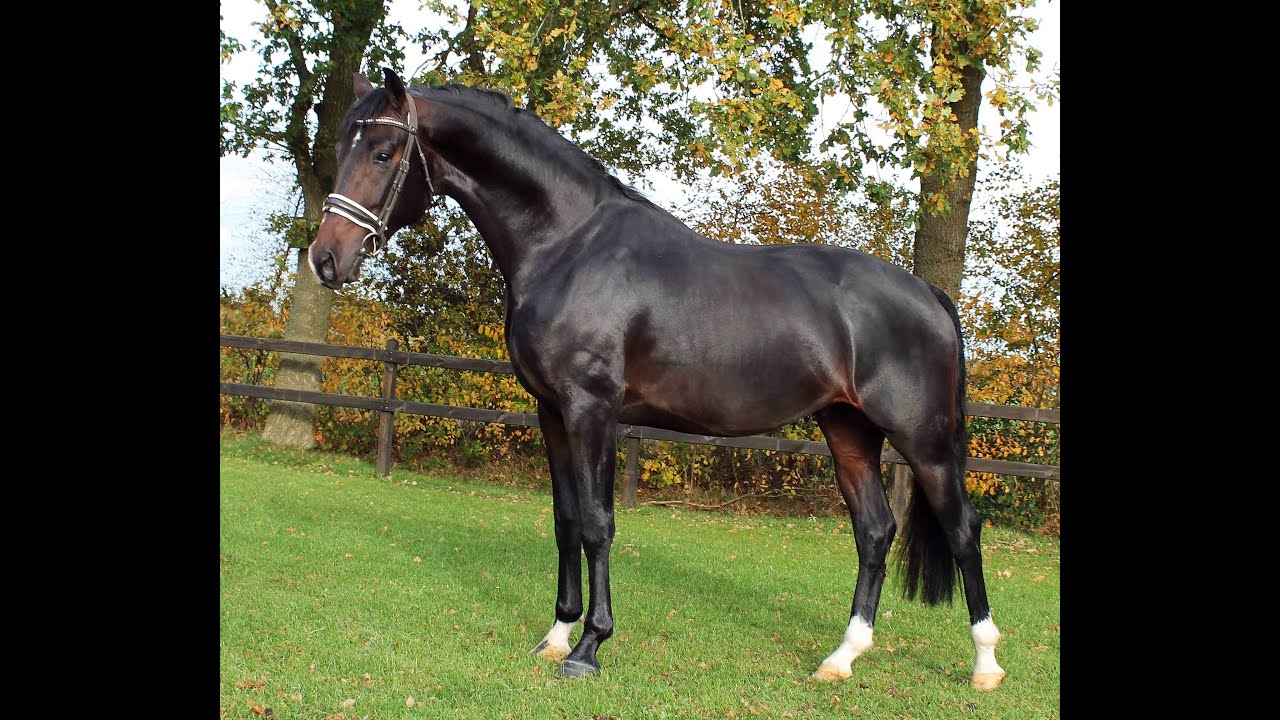 Very pretty dressage and combined driving prospect.