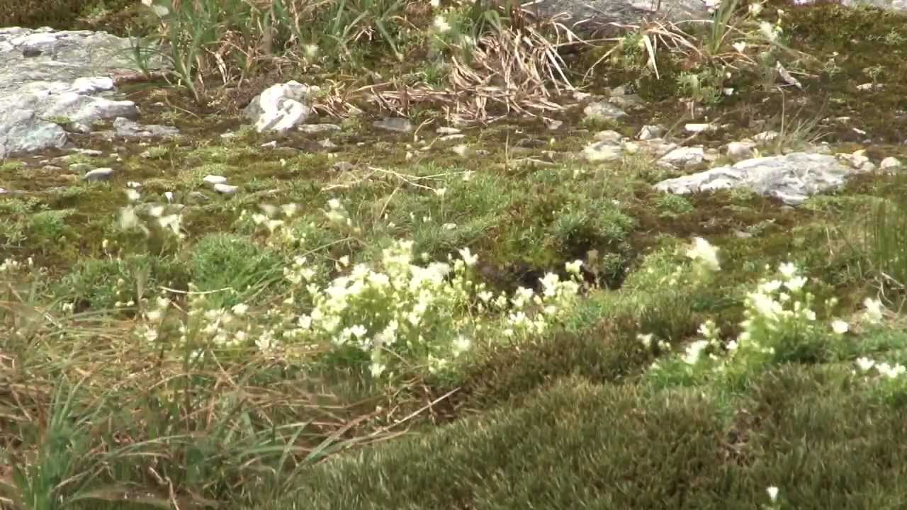 Hiking With Dogs, Part One -- Basic Tips