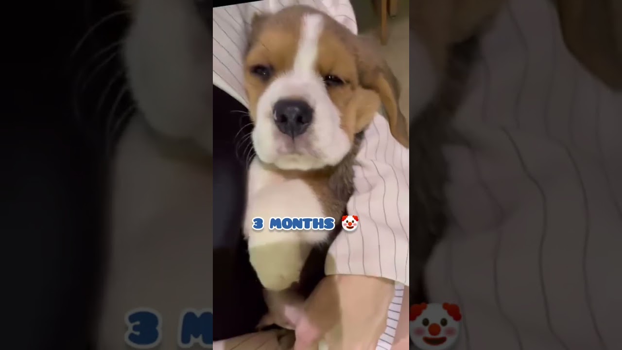 cutest beagle transformation