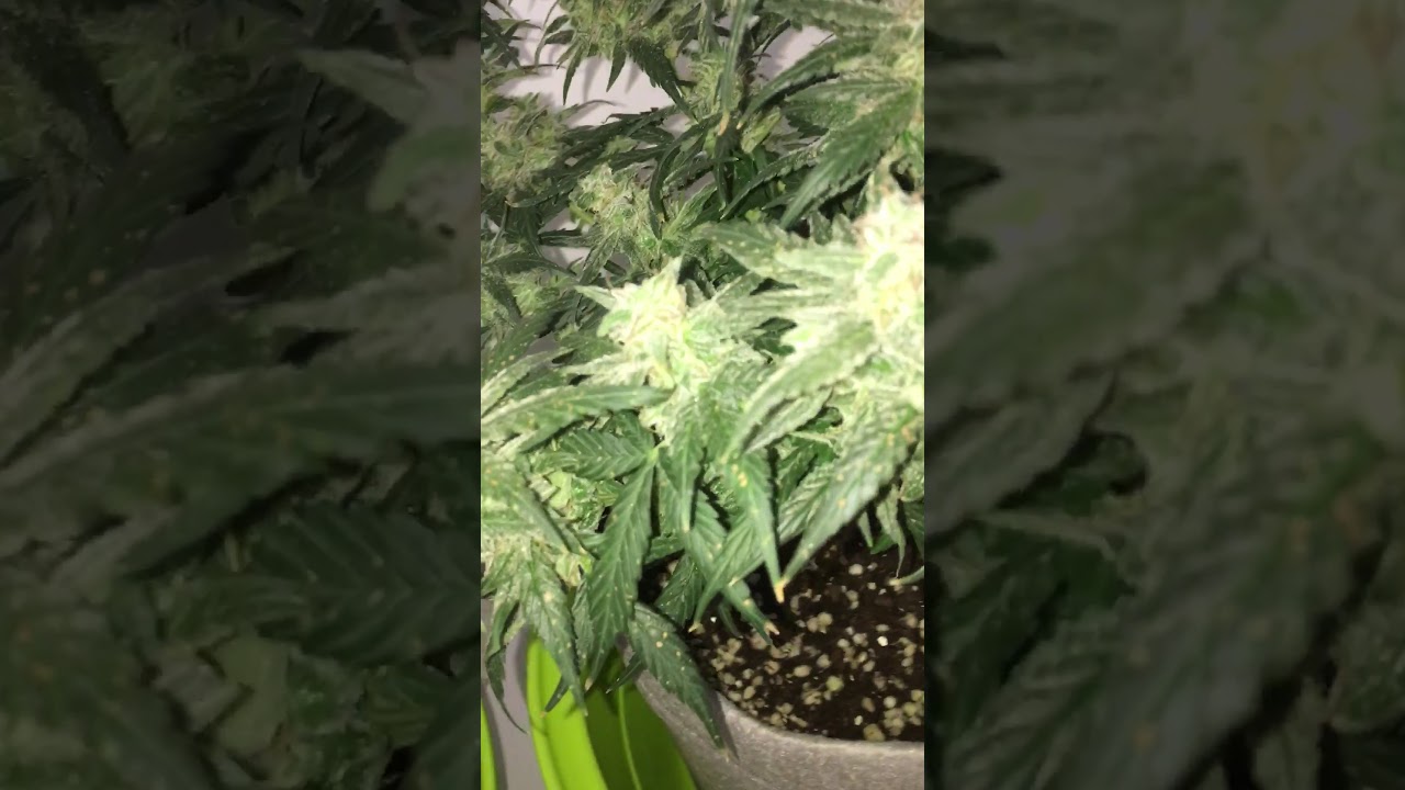 TangieMatic 420 FastBuds
