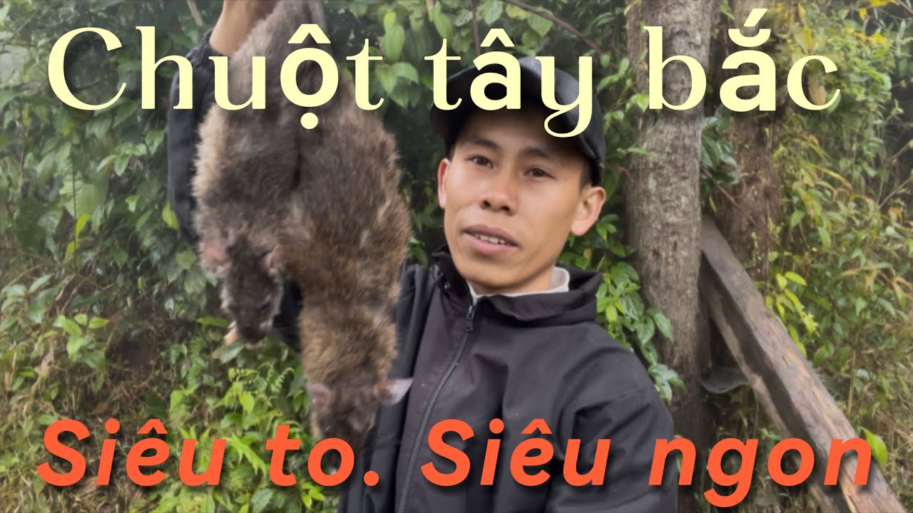 Tết đến nơi A Chua tranh thủ vào rừng kiếm tiền. Cơ mà kết quả không như mong đợi