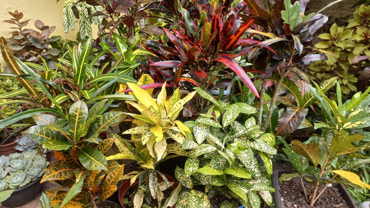 Minha florestinha cultivadas em vasos com folhagens coloridas na calçada.  1° Vídeo do ano. 