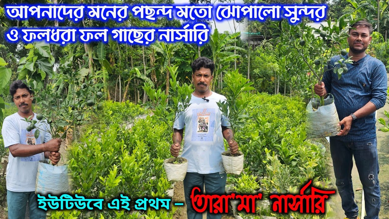 নায্যদামে অবাক করা সুন্দর কোয়ালিটির ফল গাছের অনলাইন নার্সারি ' তারা 'মা নার্সারি ।