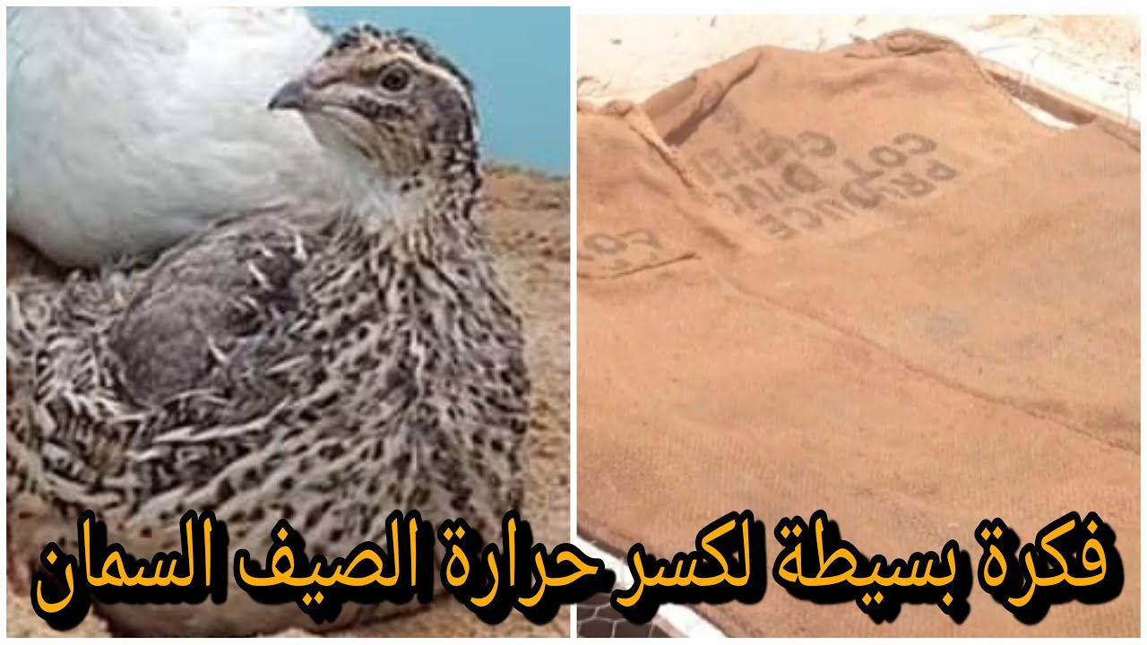 فكرة بسيطة لكسر حرارة الصيف على السمان.