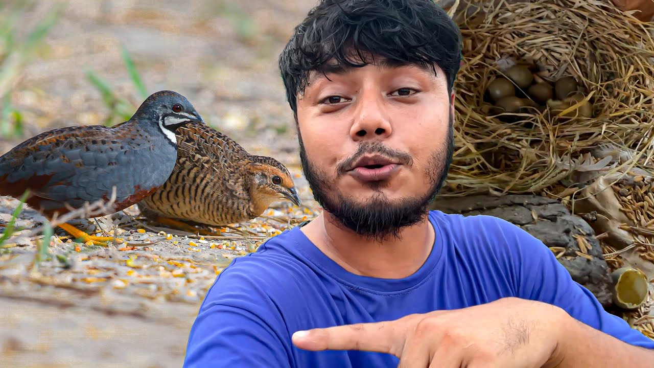 নিল কোয়েল গুলোর বাচ্চা ফুটেছে আবার | King quail breeding