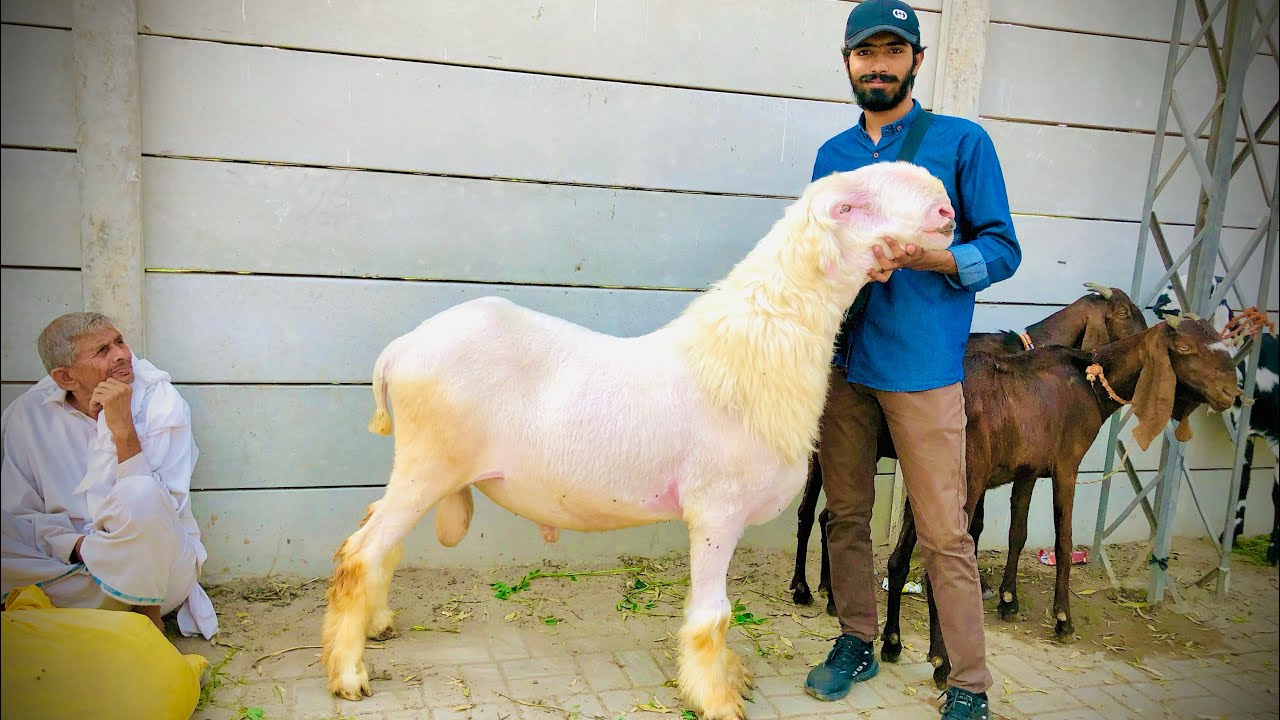 Lahore Shahpur Kanjra Mandi Latest Update Qurbani 2026 Bakre Chatre Dunbe Awami Shoq Official 