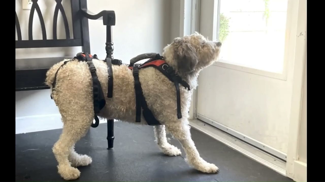 Can Acupuncture and Rehabilitation Help a Quadriplegic Dog?  Yes!  See Dixie's Wonderful Recovery!