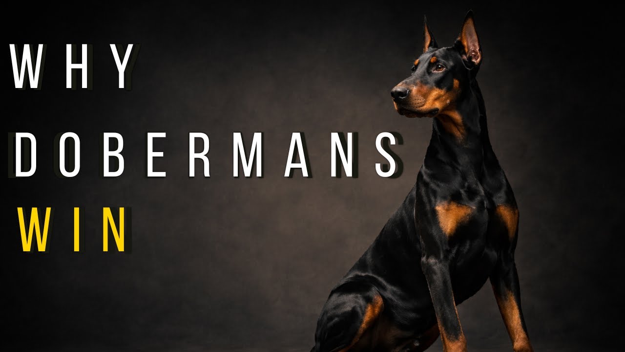 Why the Doberman Wins Westminster: Penny's 2026 Victory & 150 Years of Champions