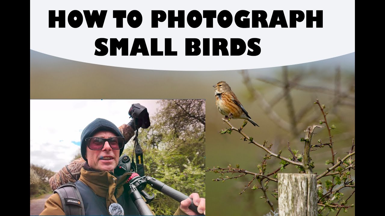 HOW TO PHOTOGRAPH SMALL BIRDS